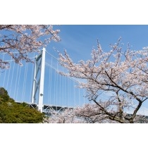 桜としまなみ海道因島大橋