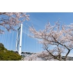 桜としまなみ海道因島大橋