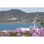 潮音山公園から見る佐木島の塔の峰千本桜