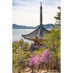 潮音山公園から見る向上寺三重塔