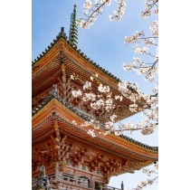 桜と向上寺三重塔