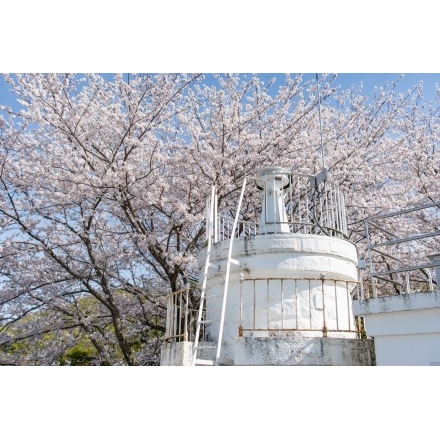 高根島灯台と桜