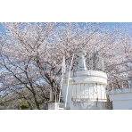 高根島灯台と桜