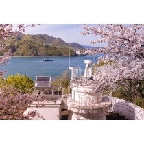 高根島灯台と桜