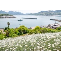 重井西港斜面の除虫菊畑
