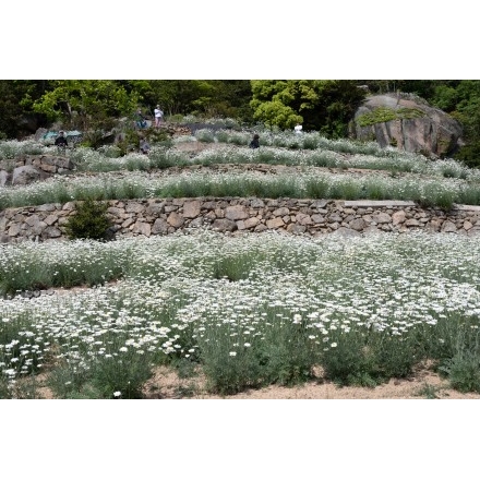 重井西港斜面の除虫菊畑