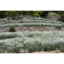 重井西港斜面の除虫菊畑