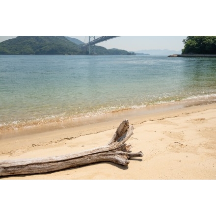 流木のある風景