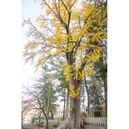 御調町・艮神社の紅葉