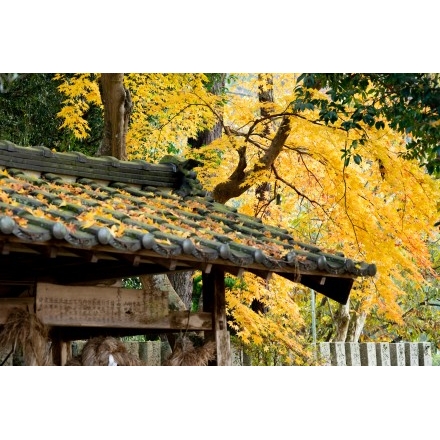 No.5281 御調町・艮神社の紅葉