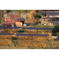 干し柿づくりの風景