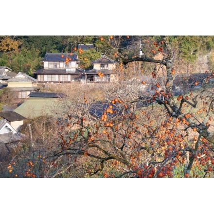 干し柿づくりの風景