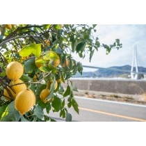 レモン谷のレモンとしまなみ海道多々羅大橋