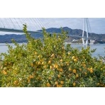 レモン谷のレモンとしまなみ海道多々羅大橋
