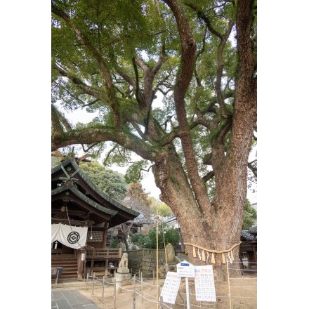 艮神社のクスノキ