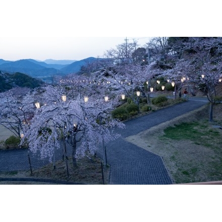 千光寺公園の夕桜