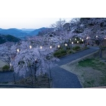 千光寺公園の夕桜