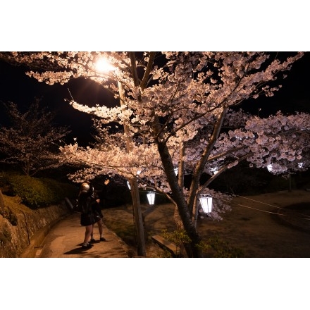 千光寺公園の夜桜