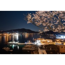 向島から見る夜桜越しの夜景