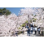 桜満開の千光寺公園