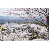 桜満開の千光寺公園