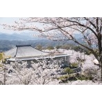 桜満開の千光寺公園