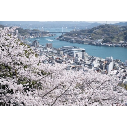 千光寺から見る桜越しの尾道の街並み