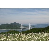 除虫菊と因島大橋