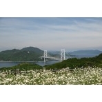 除虫菊と因島大橋