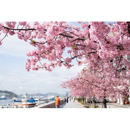 尾道水道沿いの河津桜