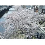 桜土手の桜