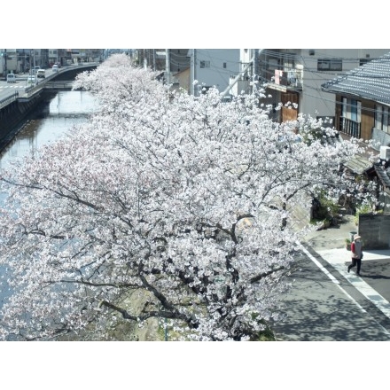 桜土手の桜