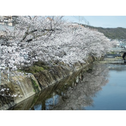 桜土手の桜