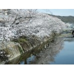 桜土手の桜