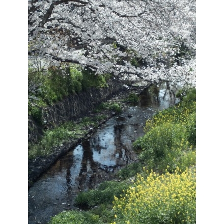 桜土手の桜