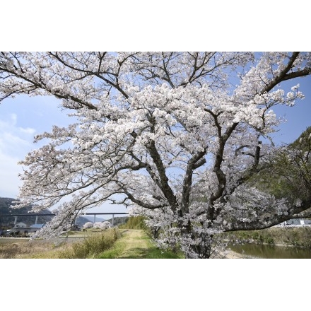 御調川沿いの桜並木