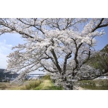 御調川沿いの桜並木