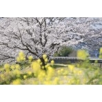 御調川沿いの桜並木