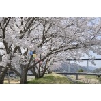 御調川沿いの桜並木