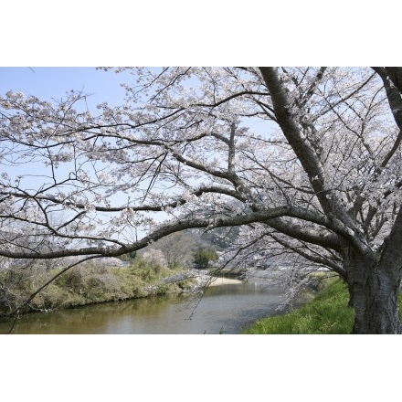 御調川沿いの桜並木