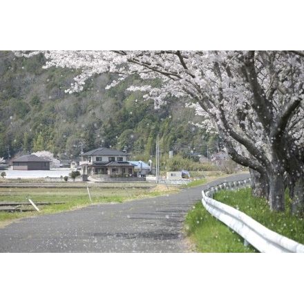 御調川沿いの桜並木