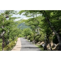 夏の千光寺公園