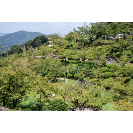 夏の千光寺公園