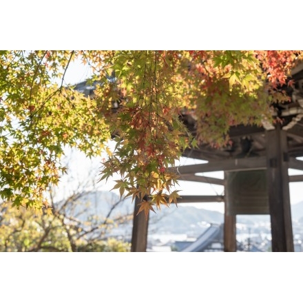 大山寺の紅葉と鐘楼
