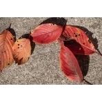 大山寺で見つけた紅葉の落ち葉