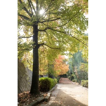 No.6207 因島運動公園の紅葉
