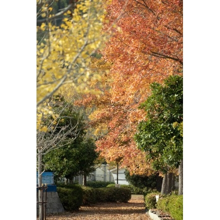 因島運動公園の紅葉