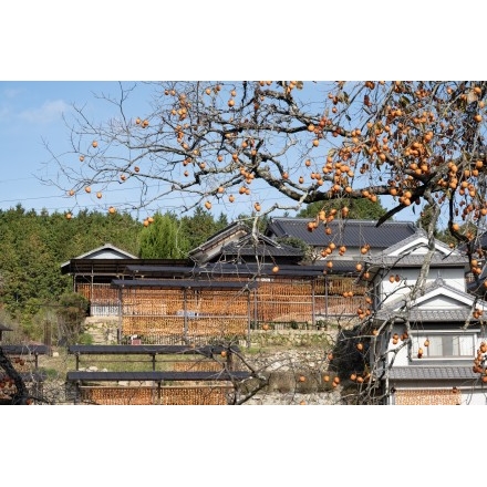 干し柿づくりの風景