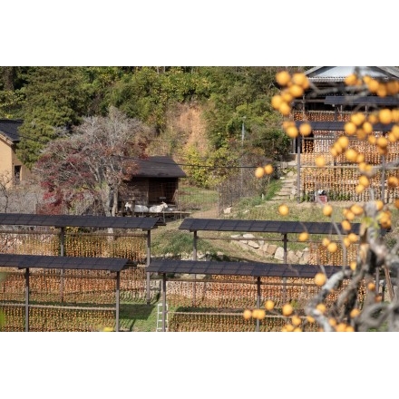 干し柿づくりの風景