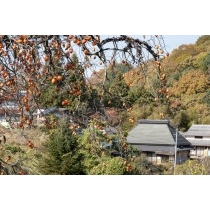 秋の菅野地区の風景
